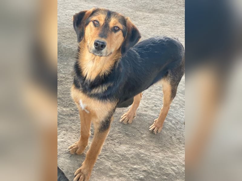 Rockie, geb. ca. 07/2025, lebt in GRIECHENLAND, im städt. Tierheim Serres