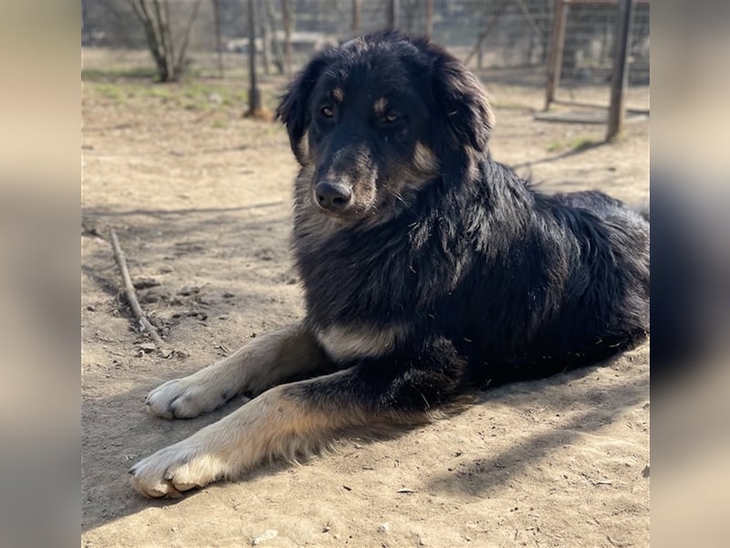 Marcello, geb. ca. 04/2022, lebt in GRIECHENLAND, auf einer privaten Pflegestelle