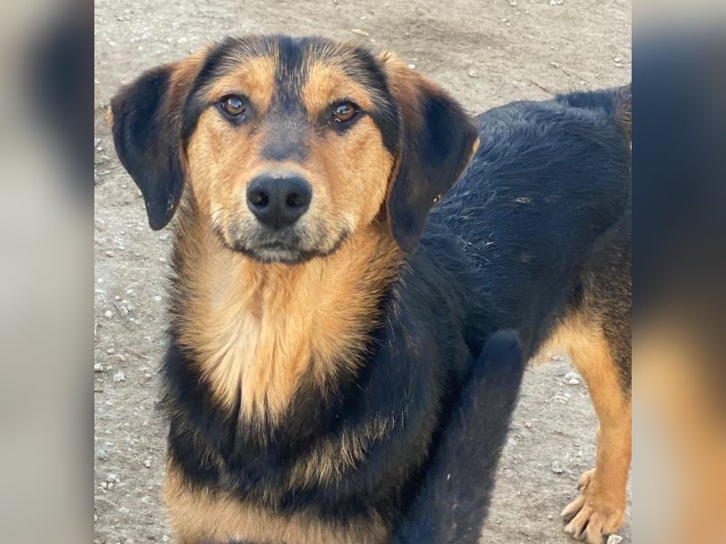 Rockie, geb. ca. 07/2025, lebt in GRIECHENLAND, im städt. Tierheim Serres