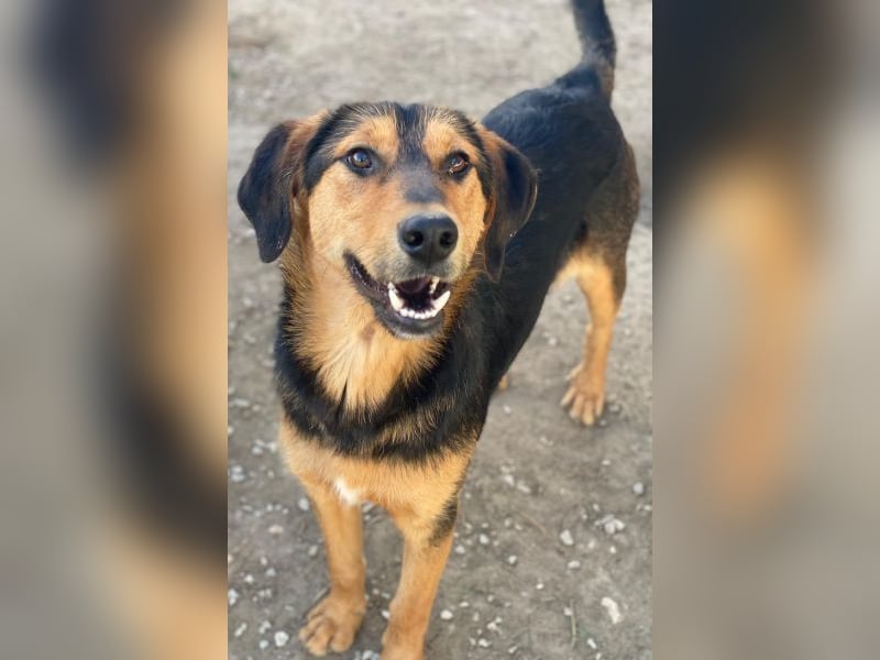 Rockie, geb. ca. 07/2025, lebt in GRIECHENLAND, im städt. Tierheim Serres