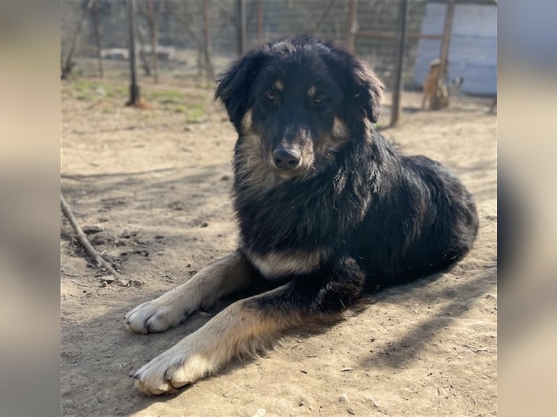 Marcello, geb. ca. 04/2022, lebt in GRIECHENLAND, auf einer privaten Pflegestelle