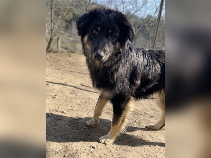 Marcello, geb. ca. 04/2022, lebt in GRIECHENLAND, auf einer privaten Pflegestelle