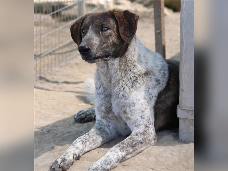 Naxos, geb. ca. 07/2020, lebt in GRIECHENLAND, im städt. Tierheim Serres