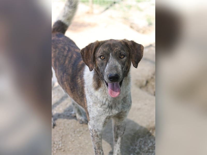 Naxos, geb. ca. 07/2020, lebt in GRIECHENLAND, im städt. Tierheim Serres