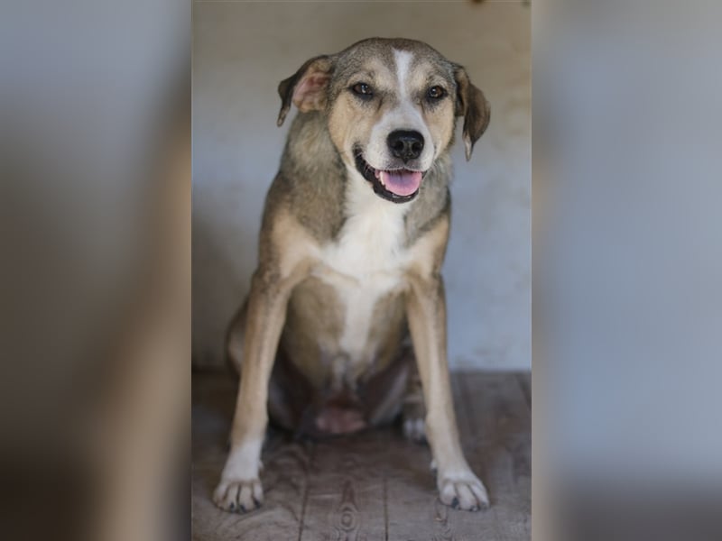 Lesta, geb. ca. 09/2019, lebt in GRIECHENLAND, auf einer privaten Pflegestelle