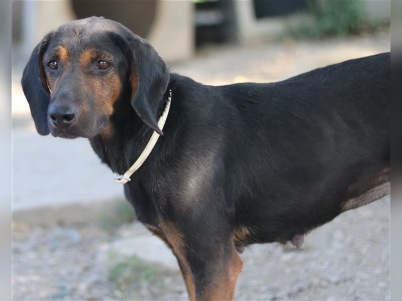 Priska, geb. ca. 08/2021, lebt in GRIECHENLAND, im städt. Tierheim Serres