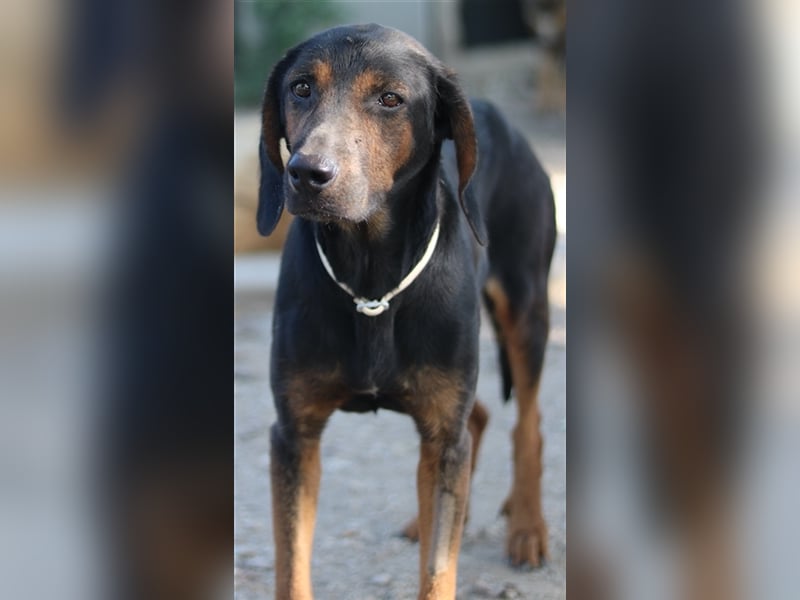 Priska, geb. ca. 08/2021, lebt in GRIECHENLAND, im städt. Tierheim Serres