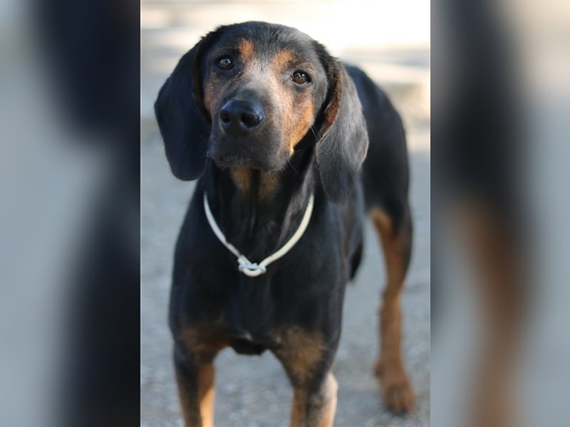 Priska, geb. ca. 08/2021, lebt in GRIECHENLAND, im städt. Tierheim Serres