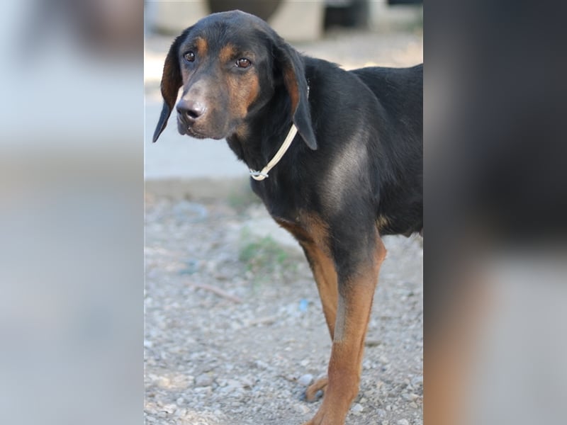 Priska, geb. ca. 08/2021, lebt in GRIECHENLAND, im städt. Tierheim Serres