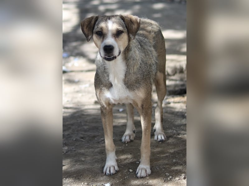 Lesta, geb. ca. 09/2019, lebt in GRIECHENLAND, auf einer privaten Pflegestelle