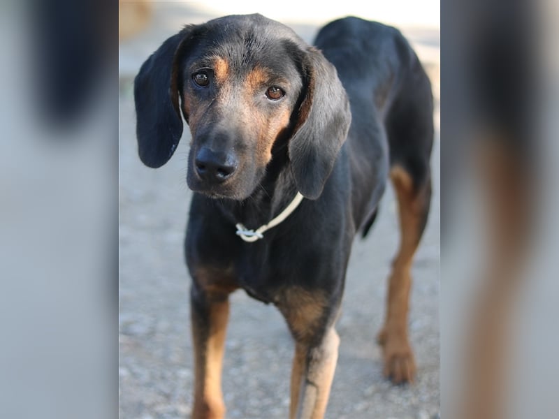 Priska, geb. ca. 08/2021, lebt in GRIECHENLAND, im städt. Tierheim Serres