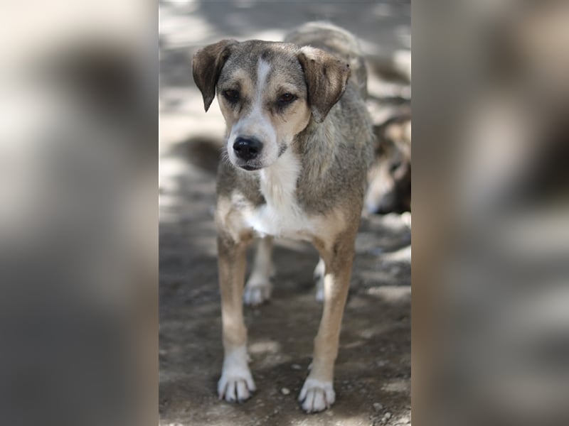 Lesta, geb. ca. 09/2019, lebt in GRIECHENLAND, auf einer privaten Pflegestelle