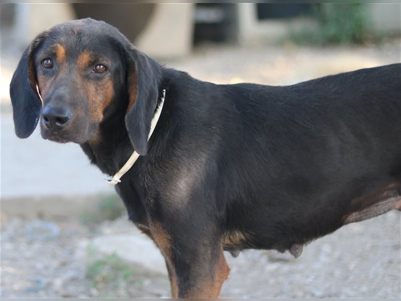 Priska, geb. ca. 08/2021, lebt in GRIECHENLAND, im städt. Tierheim Serres