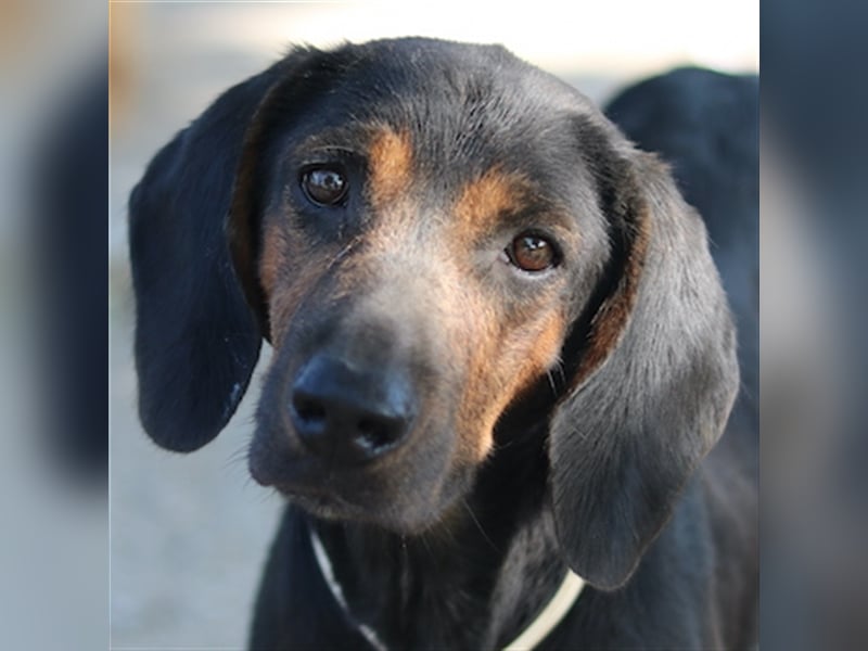 Priska, geb. ca. 08/2021, lebt in GRIECHENLAND, im städt. Tierheim Serres