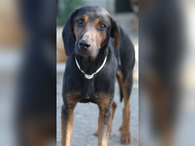 Priska, geb. ca. 08/2021, lebt in GRIECHENLAND, im städt. Tierheim Serres