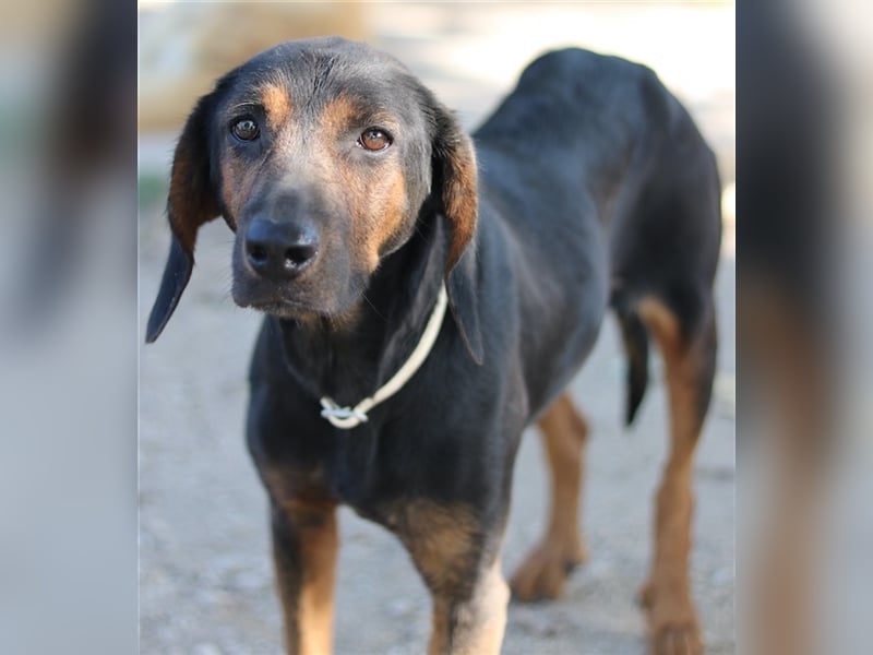 Priska, geb. ca. 08/2021, lebt in GRIECHENLAND, im städt. Tierheim Serres