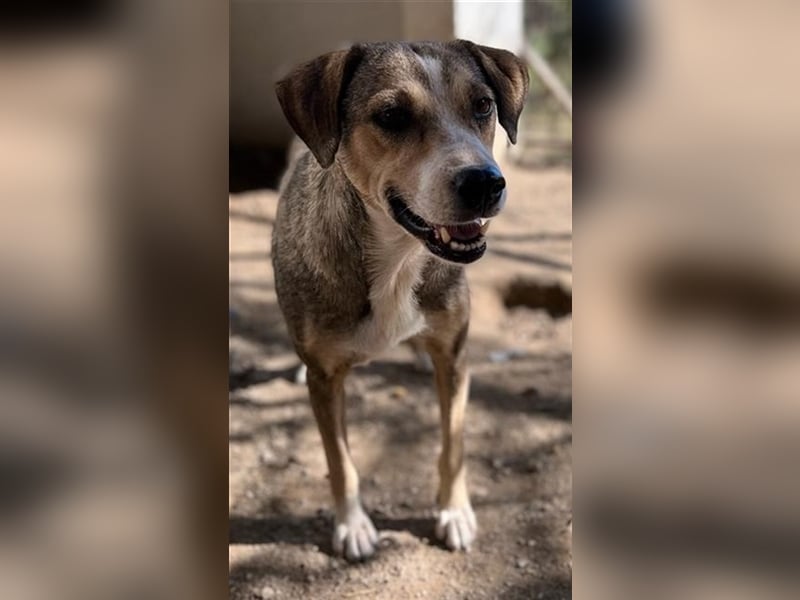 Lesta, geb. ca. 09/2019, lebt in GRIECHENLAND, auf einer privaten Pflegestelle