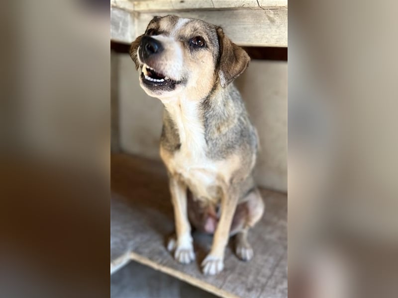 Lesta, geb. ca. 09/2019, lebt in GRIECHENLAND, auf einer privaten Pflegestelle