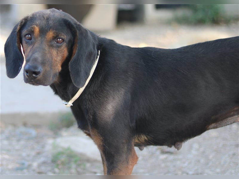 Priska, geb. ca. 08/2021, lebt in GRIECHENLAND, im städt. Tierheim Serres