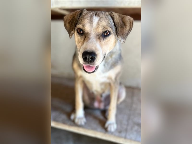 Lesta, geb. ca. 09/2019, lebt in GRIECHENLAND, auf einer privaten Pflegestelle