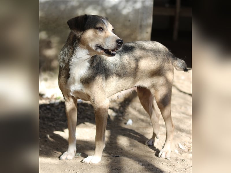 Lesta, geb. ca. 09/2019, lebt in GRIECHENLAND, auf einer privaten Pflegestelle