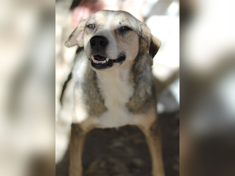 Lesta, geb. ca. 09/2019, lebt in GRIECHENLAND, auf einer privaten Pflegestelle