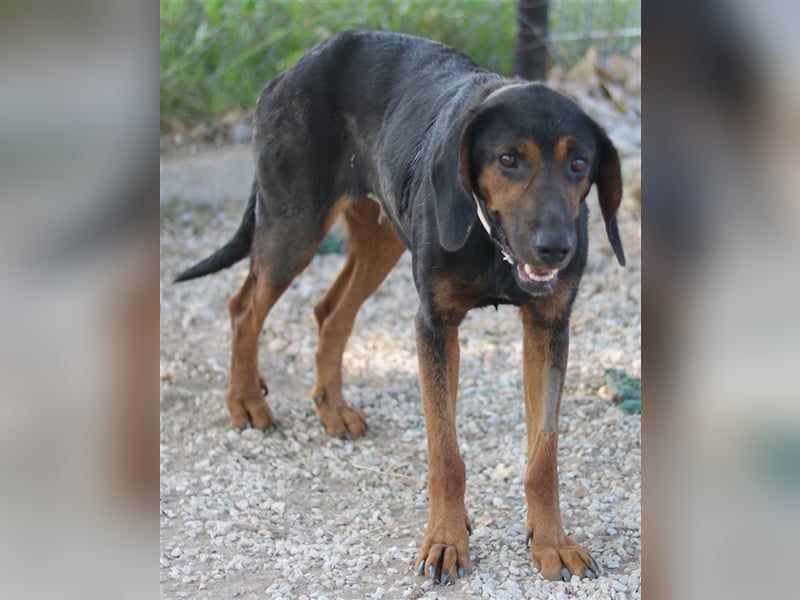 Priska, geb. ca. 08/2021, lebt in GRIECHENLAND, im städt. Tierheim Serres