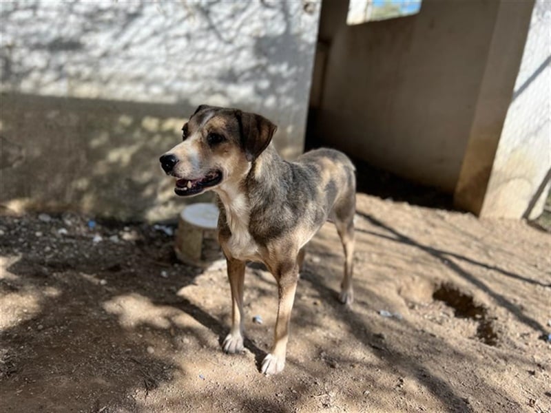 Lesta, geb. ca. 09/2019, lebt in GRIECHENLAND, auf einer privaten Pflegestelle