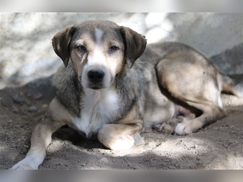 Lesta, geb. ca. 09/2019, lebt in GRIECHENLAND, auf einer privaten Pflegestelle