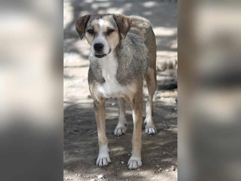 Lesta, geb. ca. 09/2019, lebt in GRIECHENLAND, auf einer privaten Pflegestelle