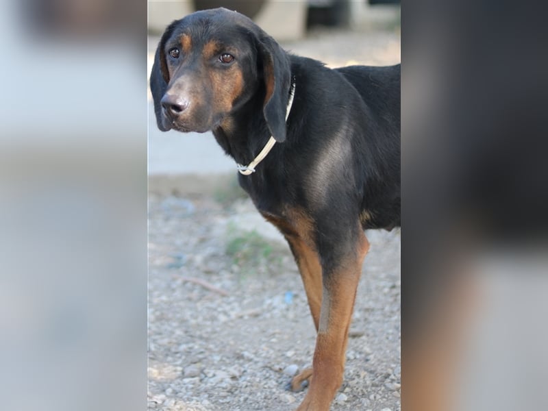 Priska, geb. ca. 08/2021, lebt in GRIECHENLAND, im städt. Tierheim Serres