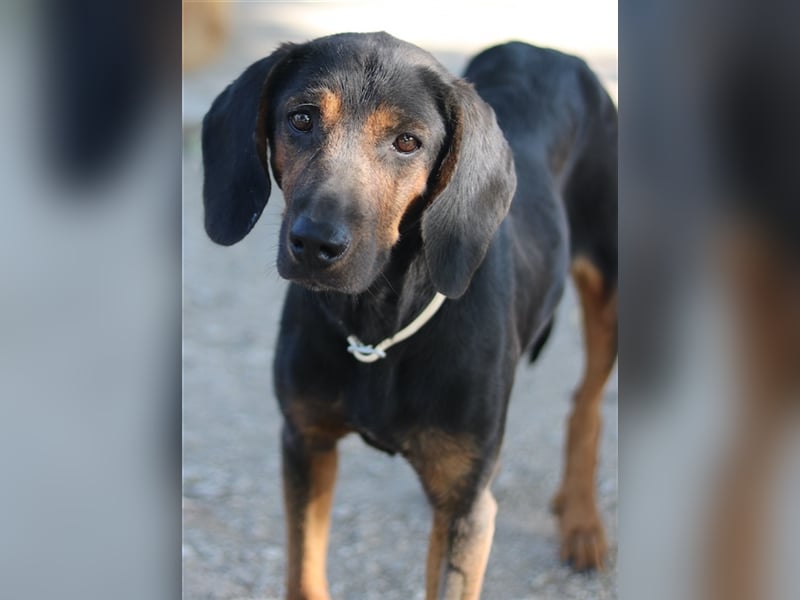 Priska, geb. ca. 08/2021, lebt in GRIECHENLAND, im städt. Tierheim Serres