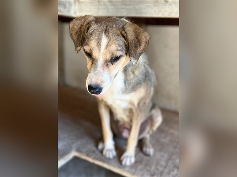 Lesta, geb. ca. 09/2019, lebt in GRIECHENLAND, auf einer privaten Pflegestelle