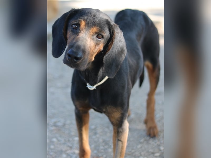 Priska, geb. ca. 08/2021, lebt in GRIECHENLAND, im städt. Tierheim Serres