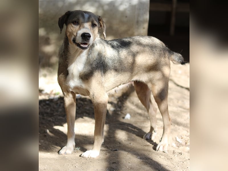 Lesta, geb. ca. 09/2019, lebt in GRIECHENLAND, auf einer privaten Pflegestelle