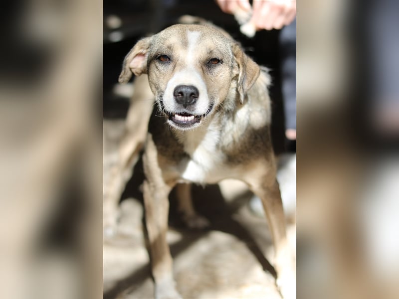 Lesta, geb. ca. 09/2019, lebt in GRIECHENLAND, auf einer privaten Pflegestelle