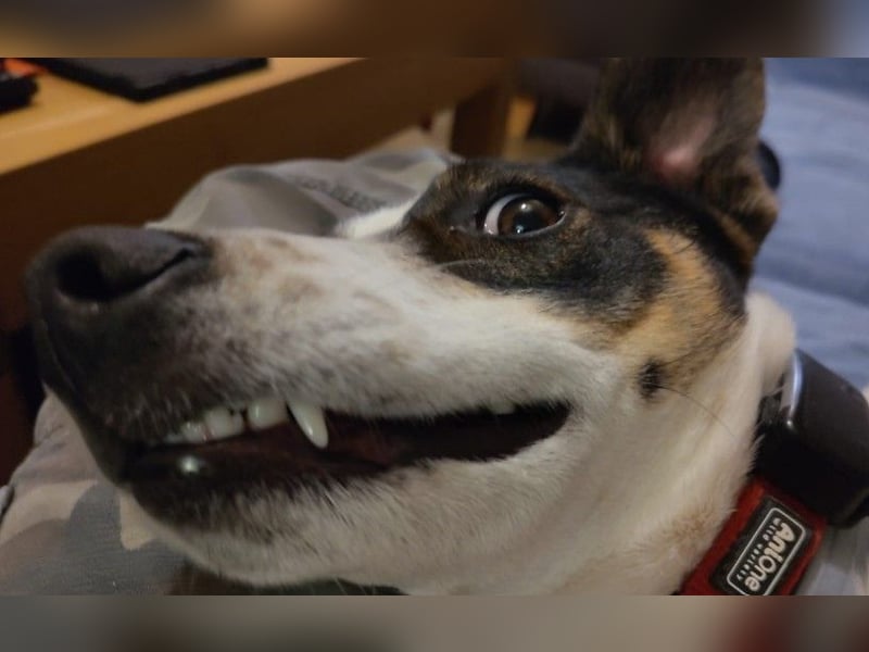 DIPS - aktiver, kluger Junghund sucht sein Zuhause