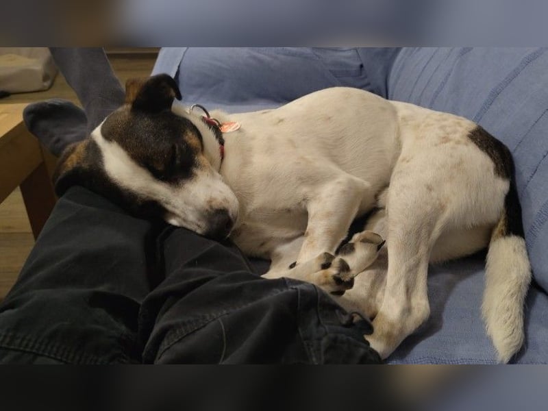 DIPS - aktiver, kluger Junghund sucht sein Zuhause