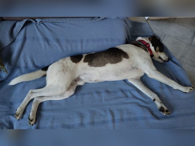 DIPS - aktiver, kluger Junghund sucht sein Zuhause