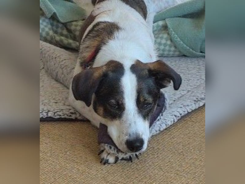 DIPS - aktiver, kluger Junghund sucht sein Zuhause