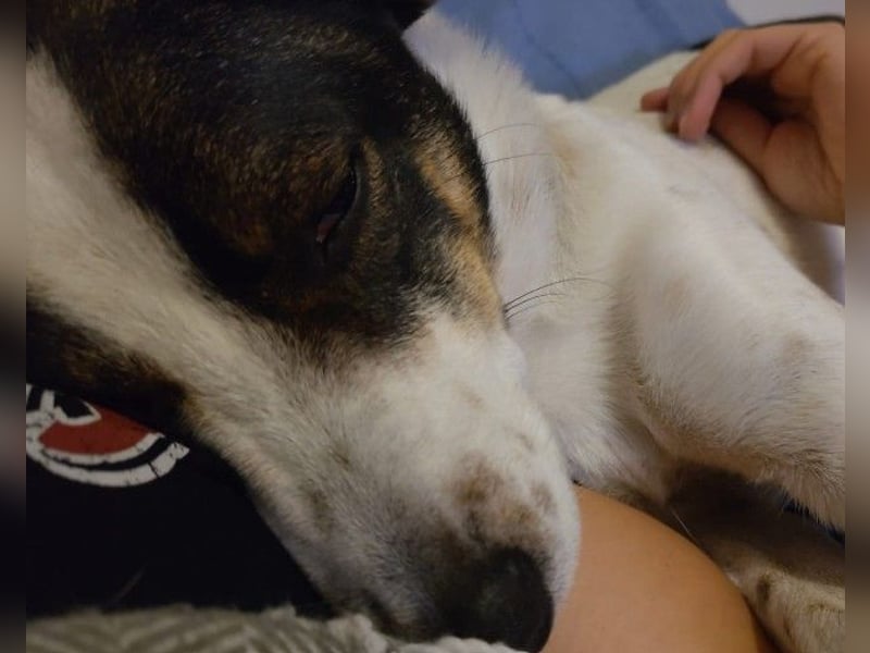 DIPS - aktiver, kluger Junghund sucht sein Zuhause