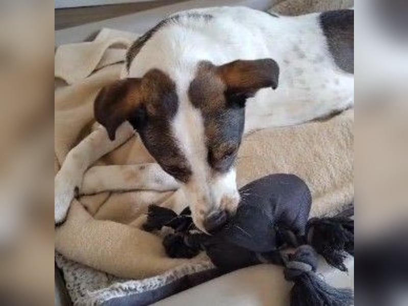 DIPS - aktiver, kluger Junghund sucht sein Zuhause