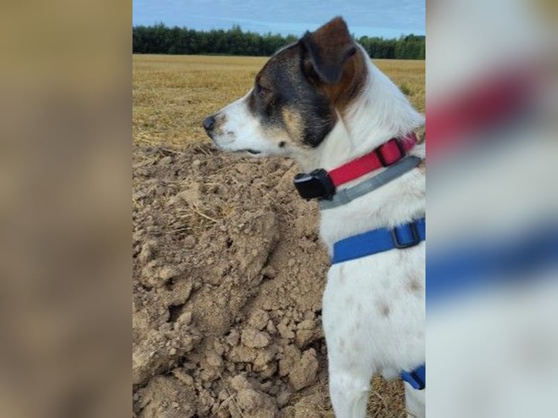 DIPS - aktiver, kluger Junghund sucht sein Zuhause