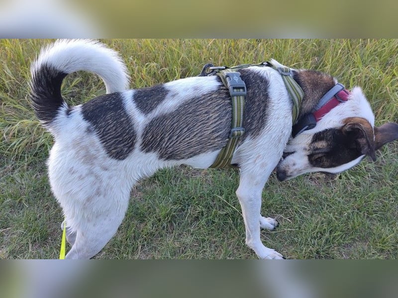 DIPS - aktiver, kluger Junghund sucht sein Zuhause