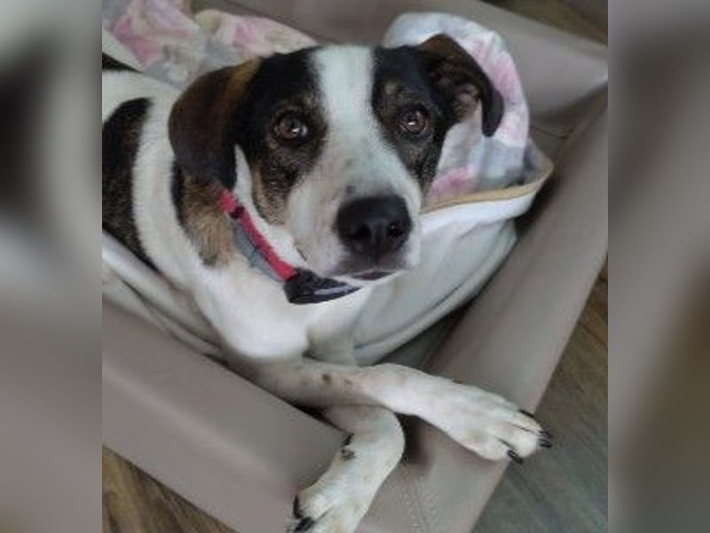 DIPS - aktiver, kluger Junghund sucht sein Zuhause