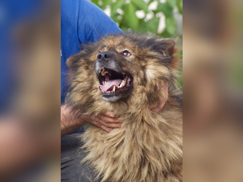 Leutu sucht ein Zuhause
