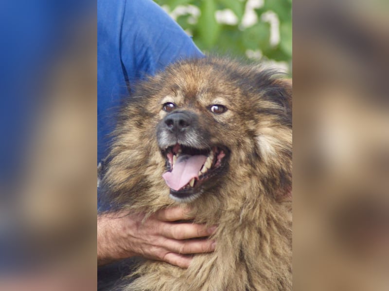Leutu sucht ein Zuhause
