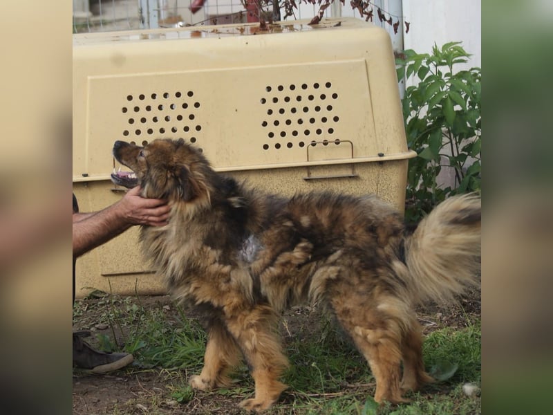 Leutu sucht ein Zuhause