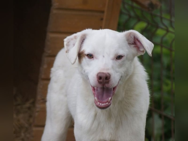 Pablo sucht ein Zuhause