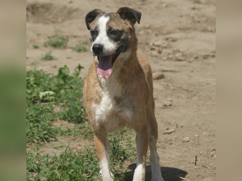 Vera sucht ein Zuhause
